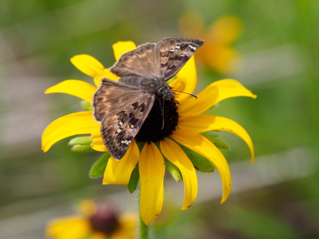 Horace's duskywing