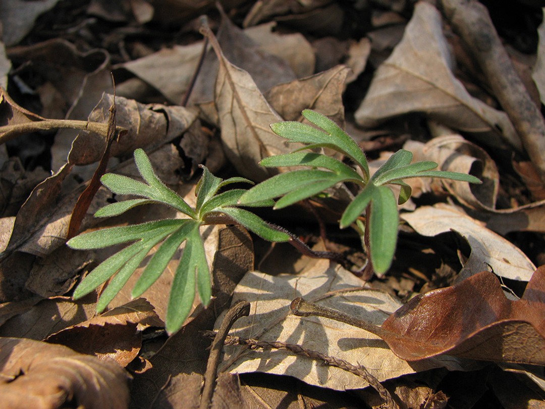 Basal leaves