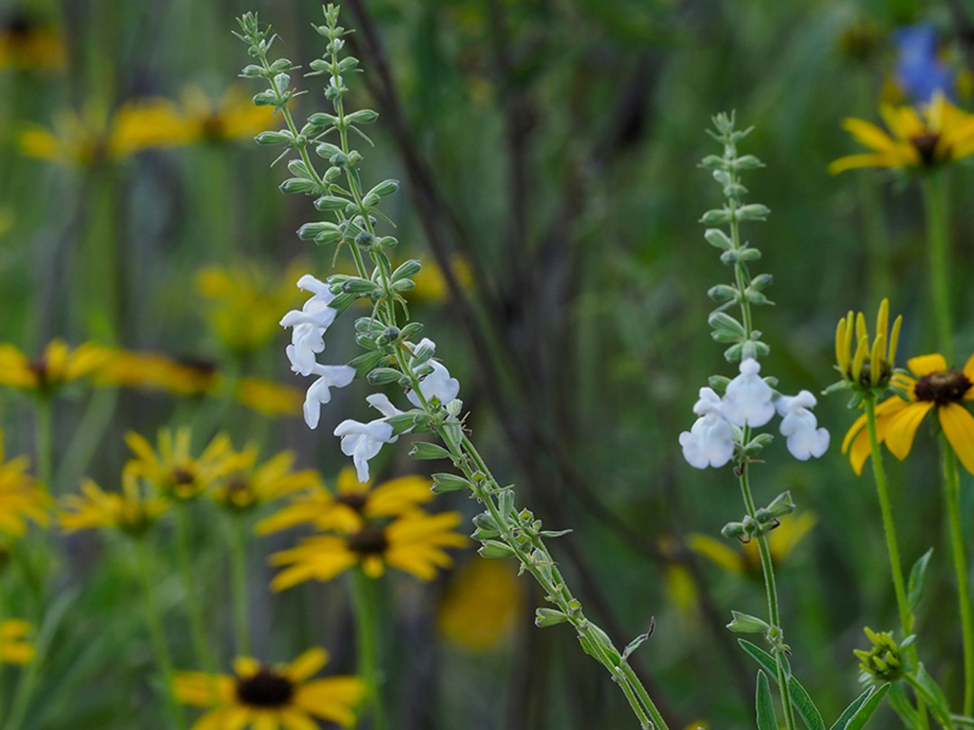 White flowers
