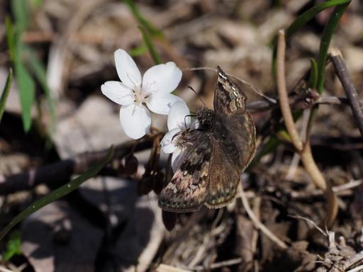 Juvenal's Duskywing