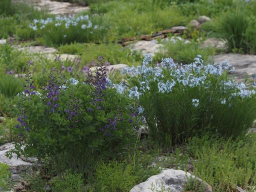 False blue indigo flowering with Fringed blue star in Glade habitat