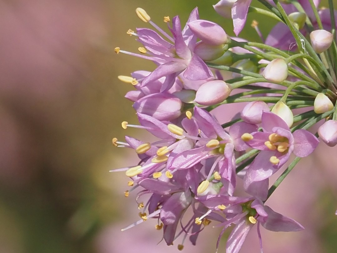 Style and stamens