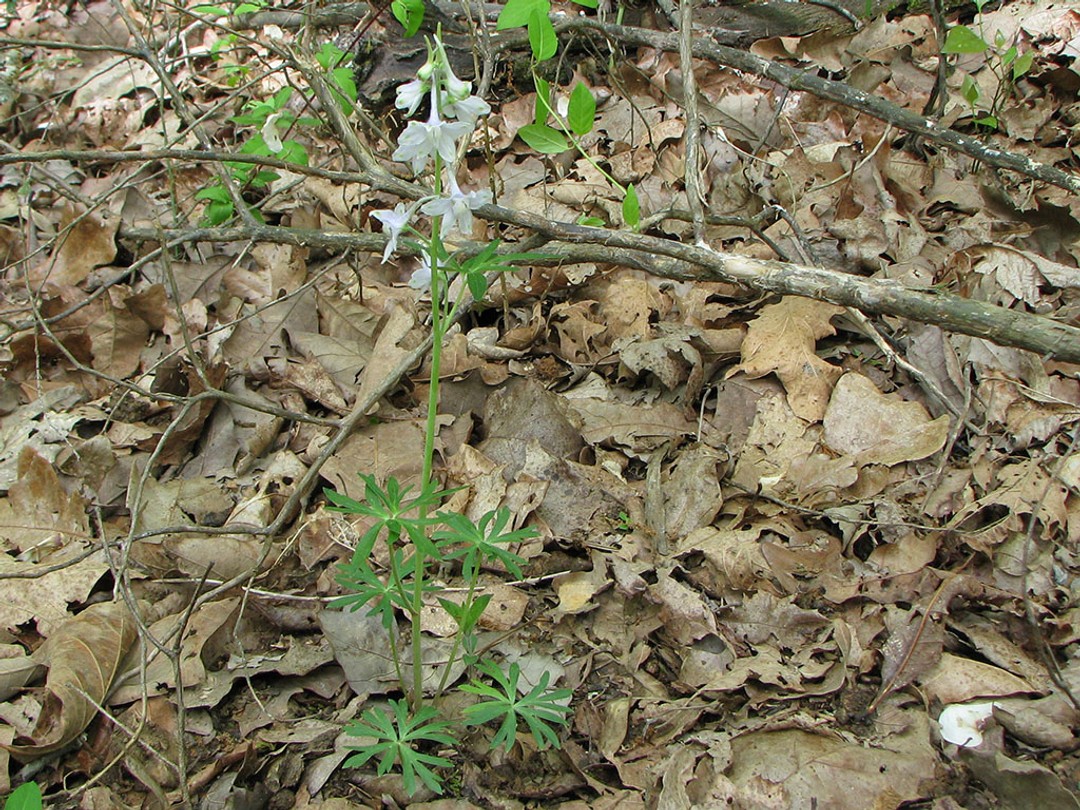 Stem and basal leaves