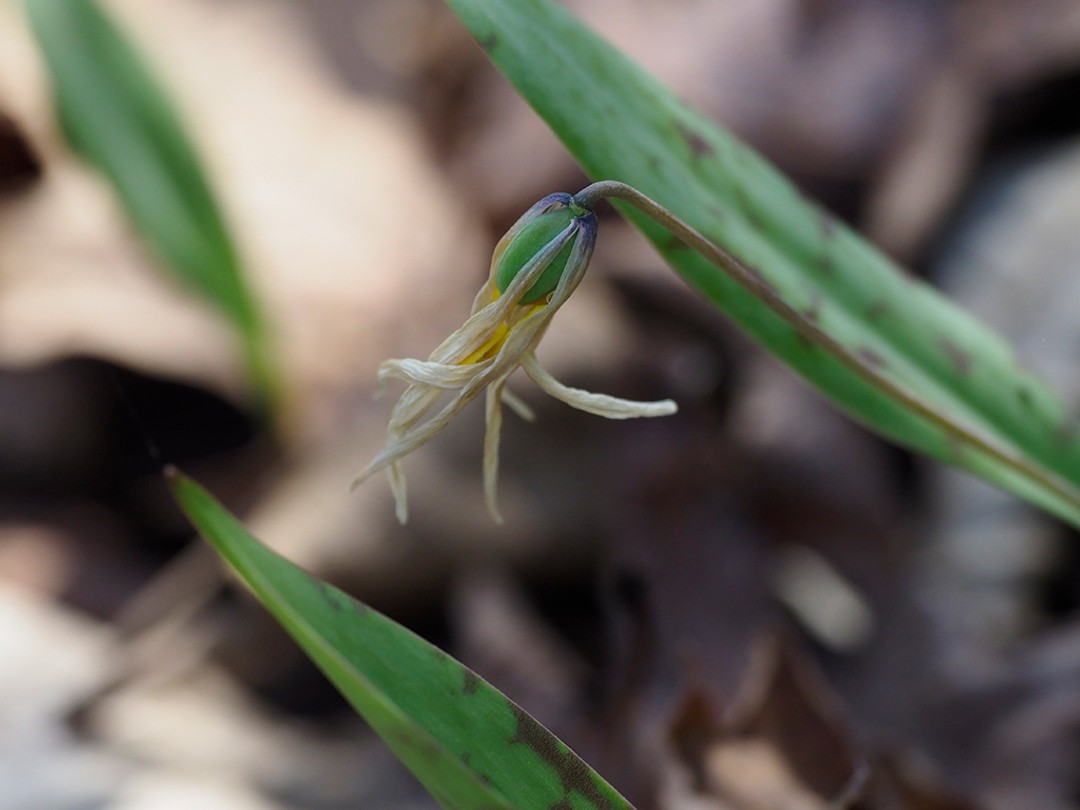 Withered petals soon to fall