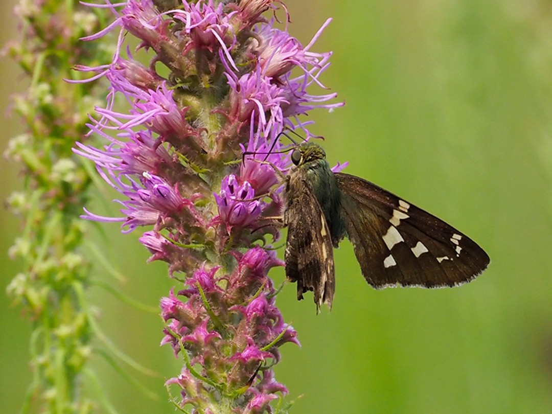 Long-tailed Skipper