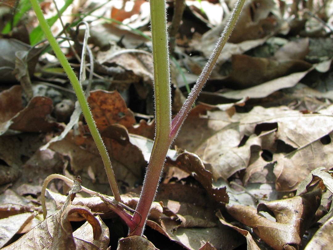 Hirsute, reddish stem 