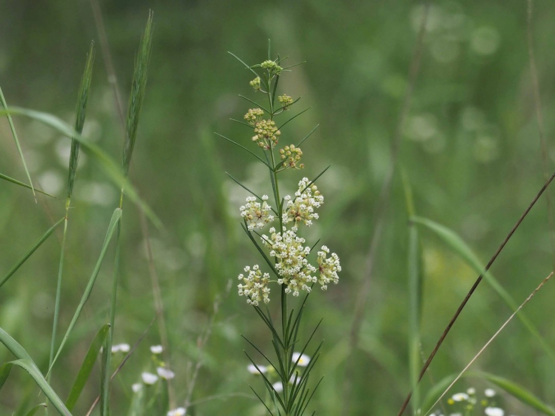 Leaves, flowers, buds