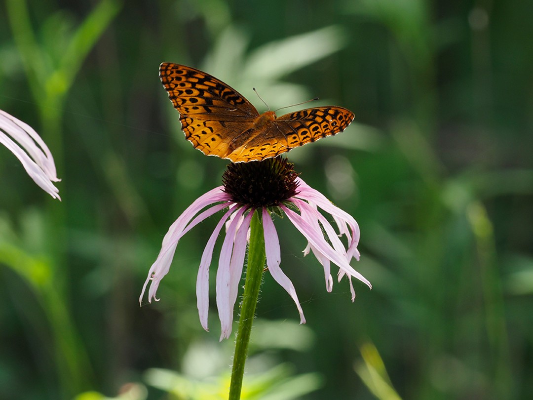 Great Spangled fritillary