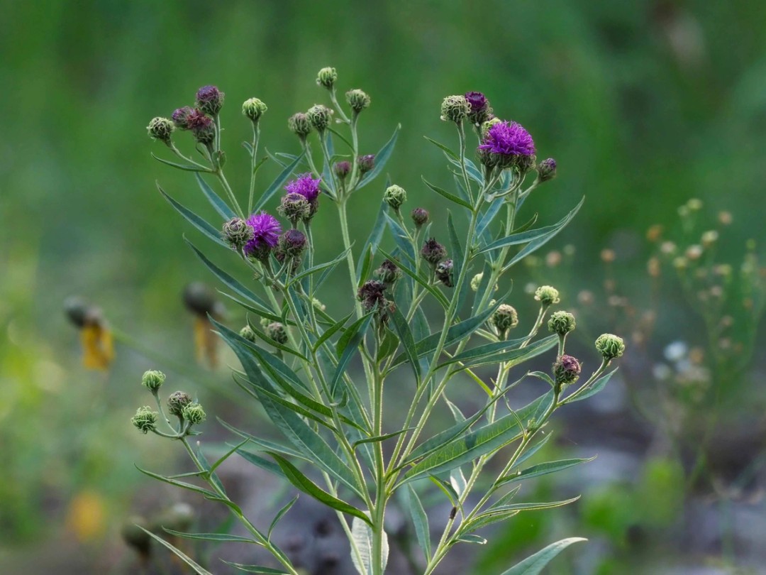 Flowers in many stages