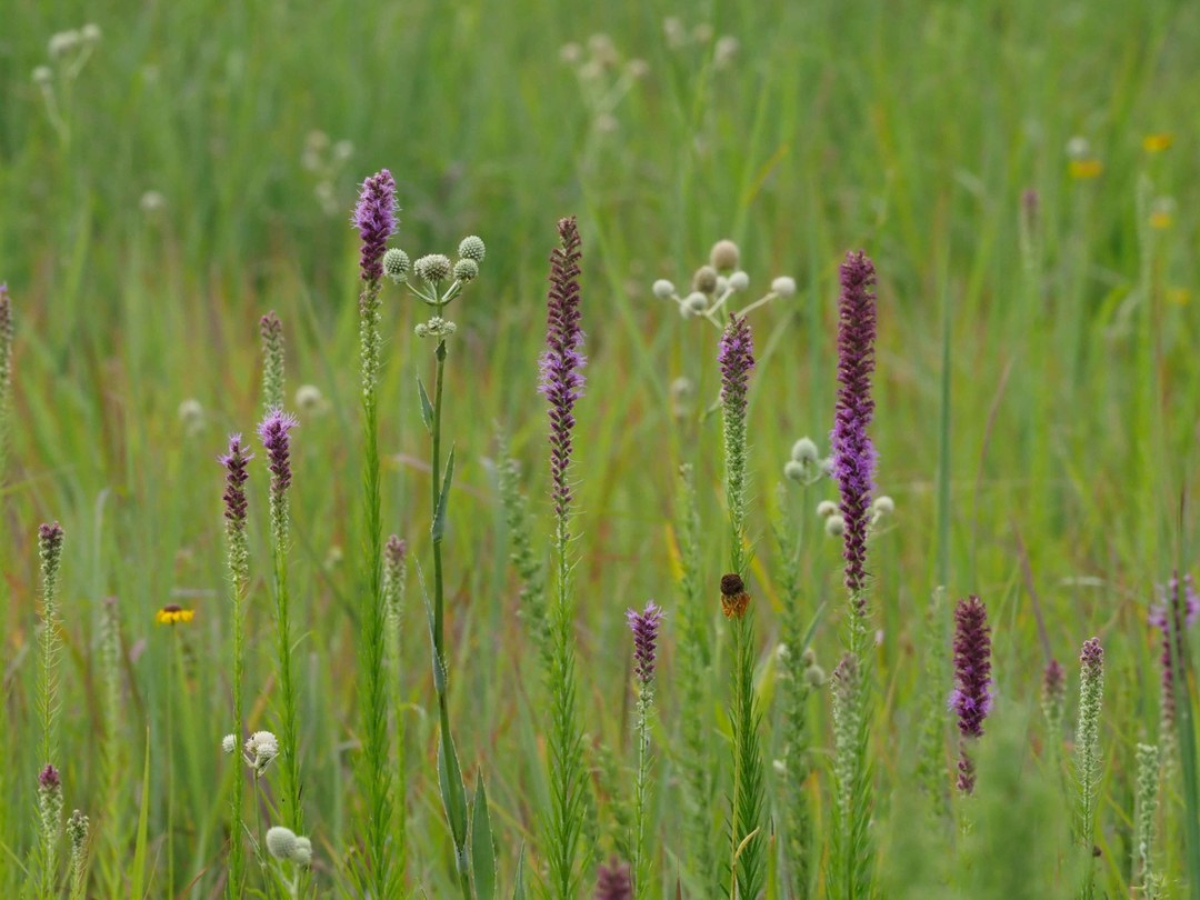 Liatris pycnostachya