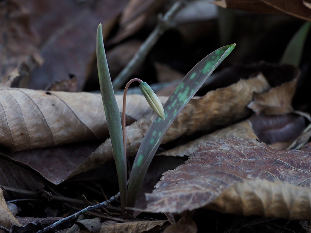 Graceful nodding bud 