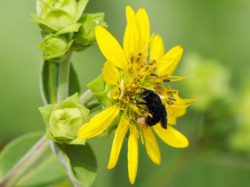 Longhorn Bee