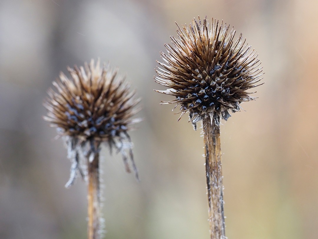 Echinacea simulata