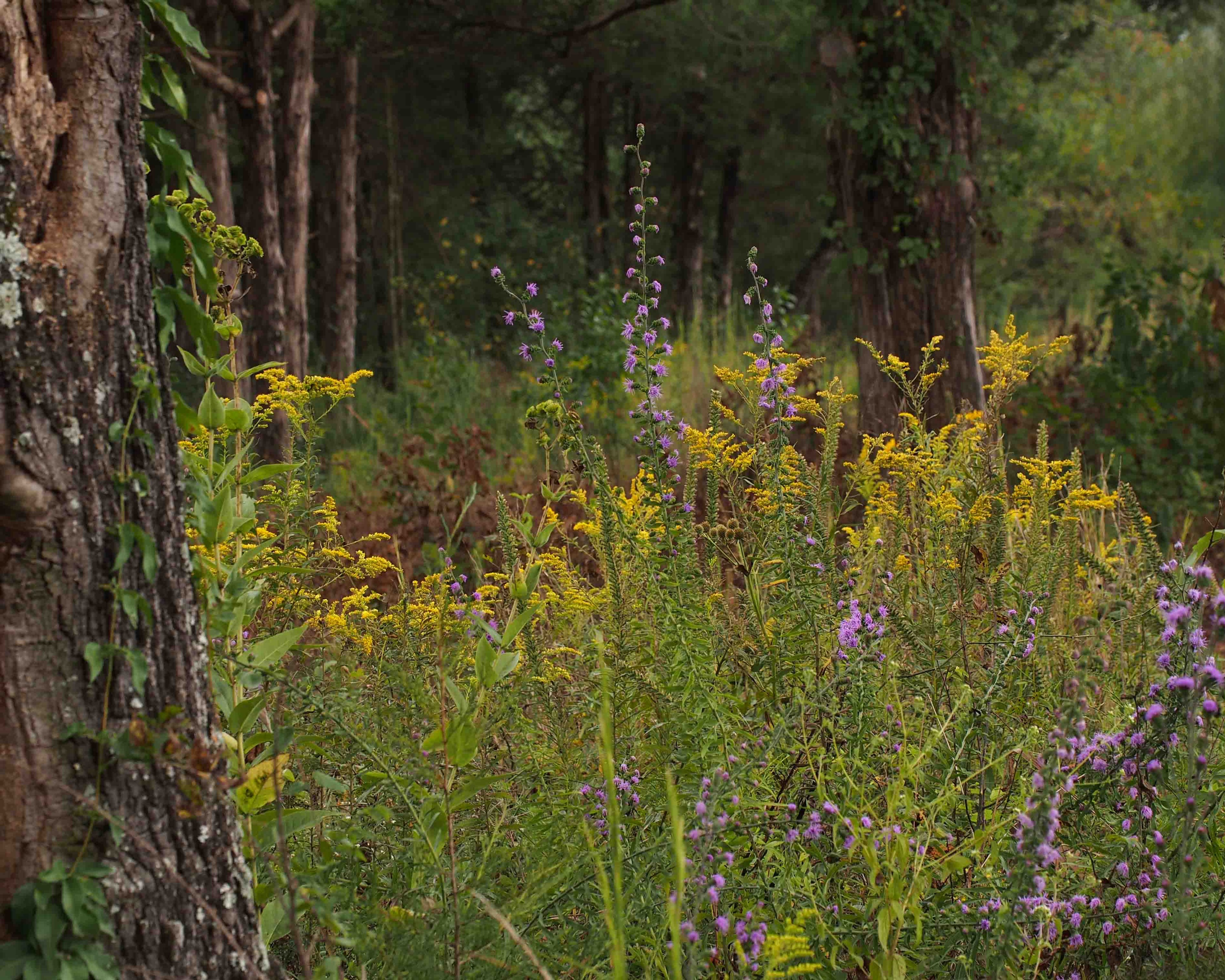 Goldenrod with Blazing star