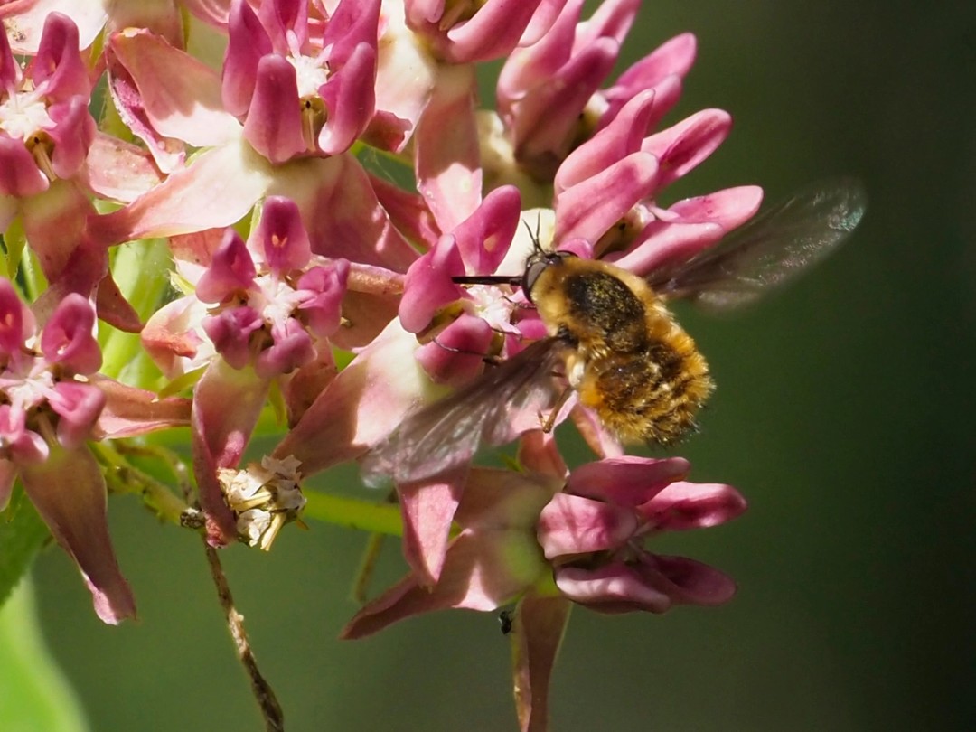 Bee fly
