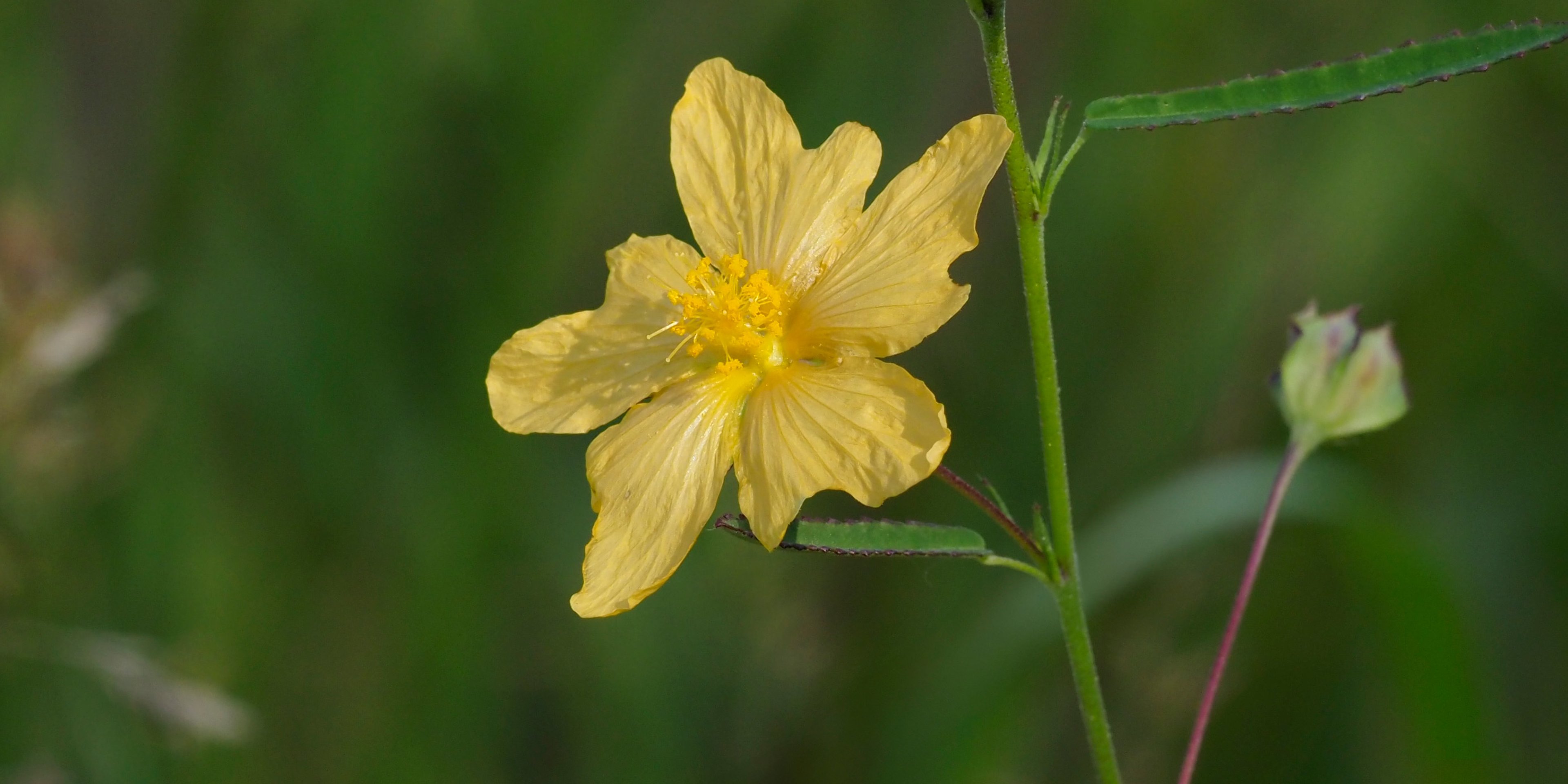 Flower of Sida elliottii