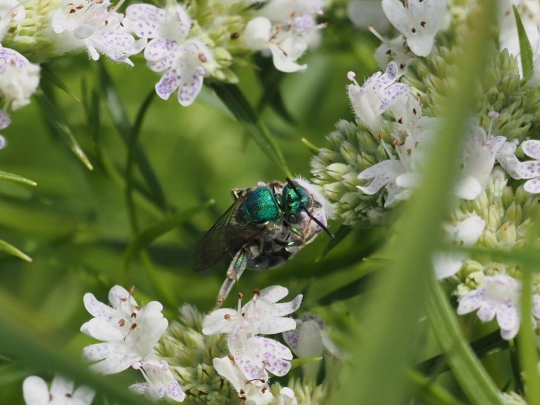 Genus Augochlorpsis Bee