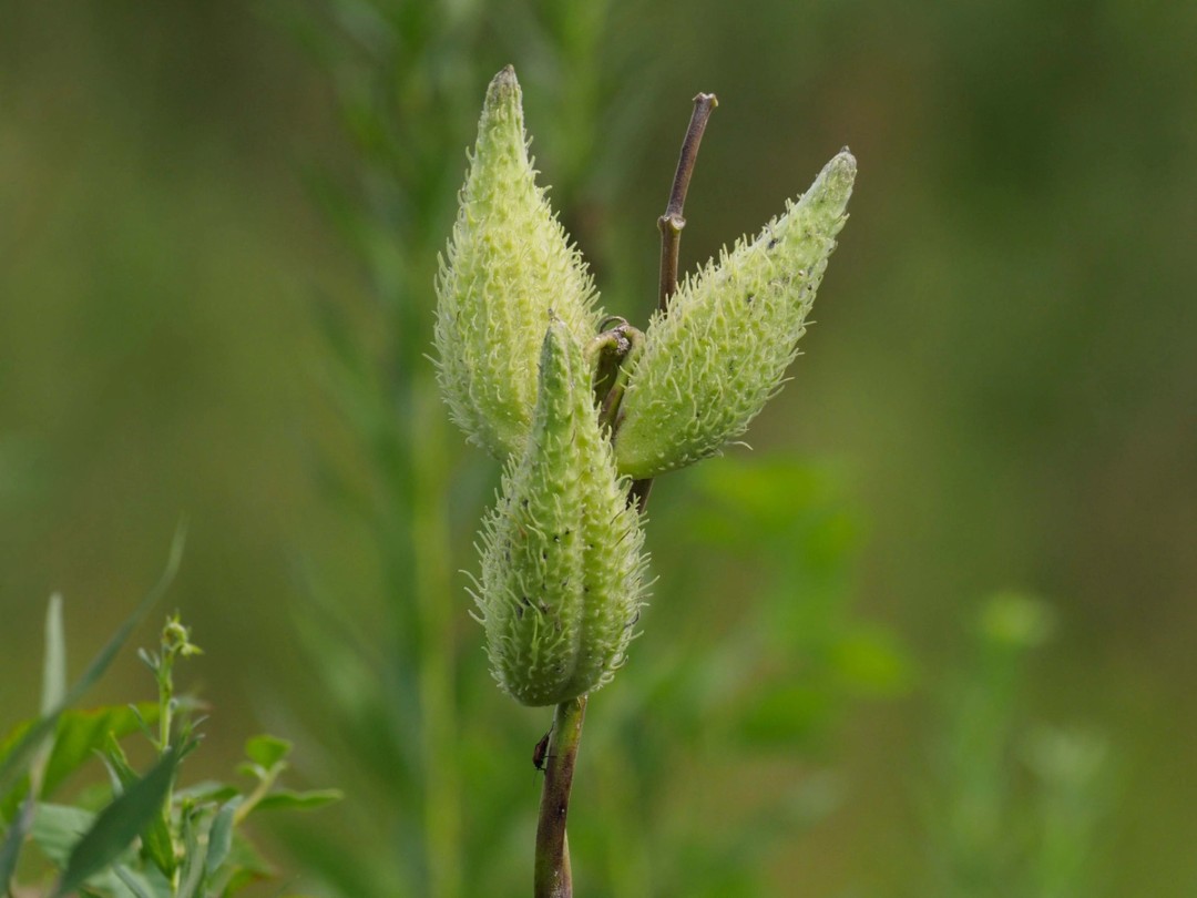 Green, unripe seed pods