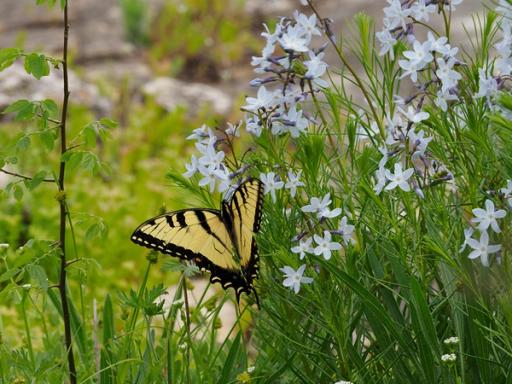 Eastern Tiger Swallowtail nectaring on Amsonia ciliata