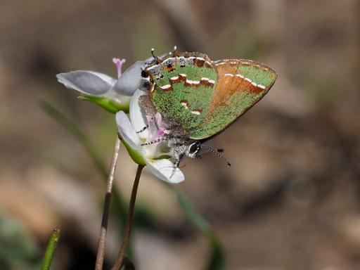 Juniper Hairstreak