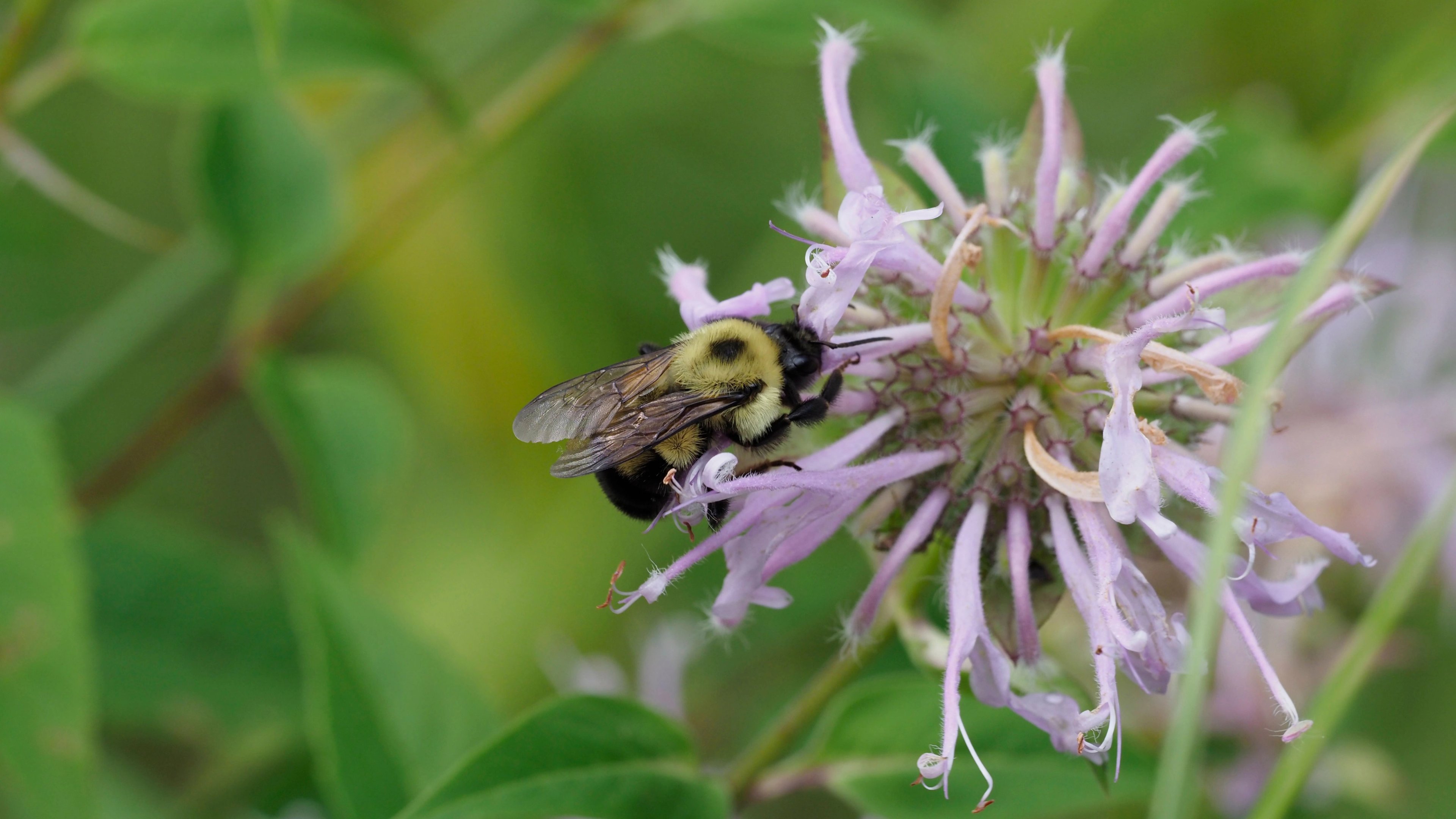 Monarda fistulosa with Pipevine Swallowtail butterfly