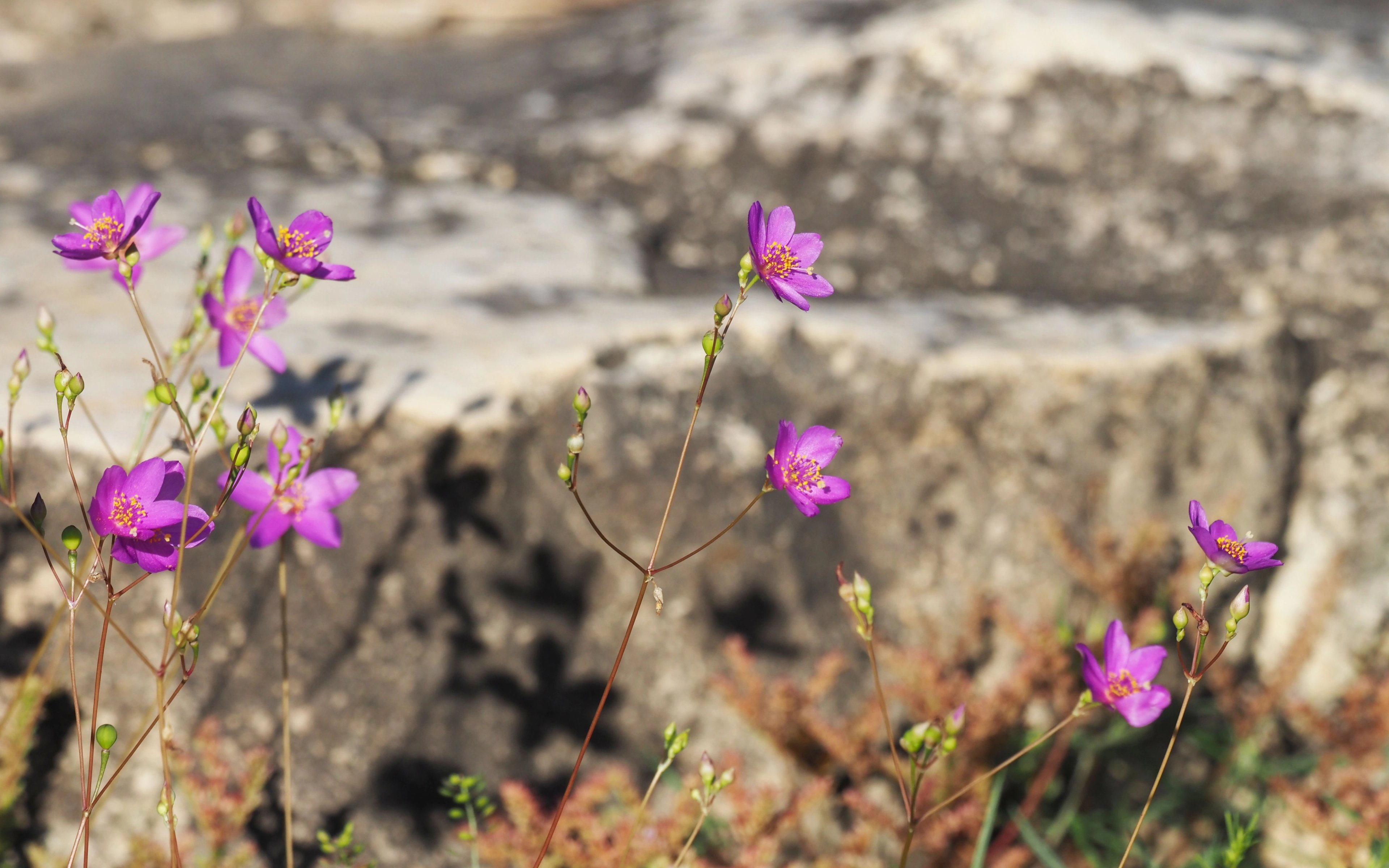 Bright pink flowers of Phemeranthus calycinus