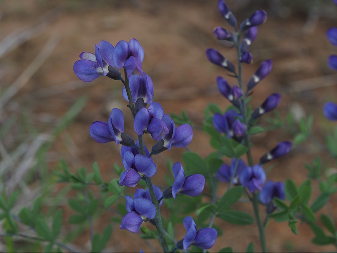 Dark blue flowers with a touch of white