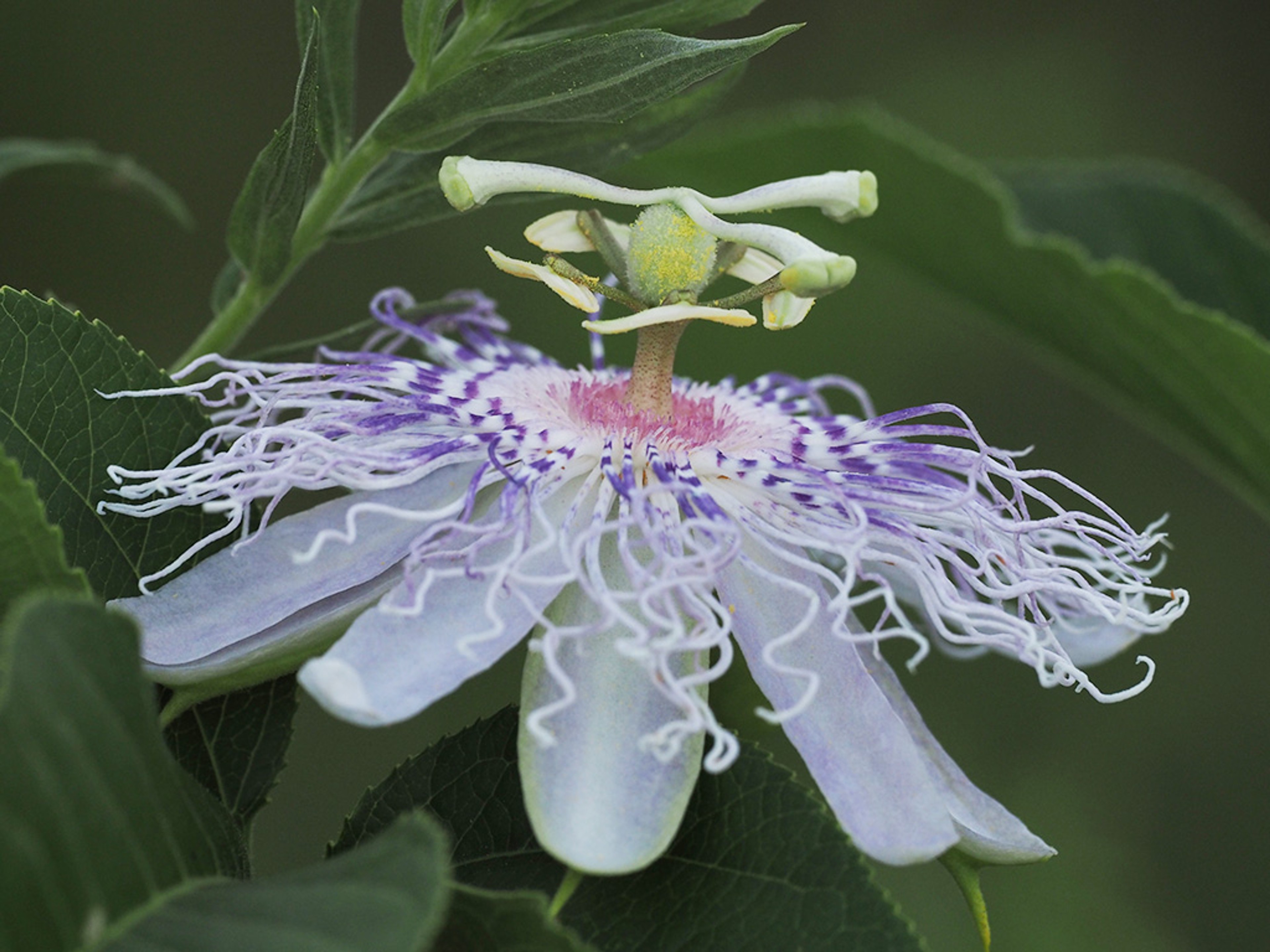 Passiflora incarnata