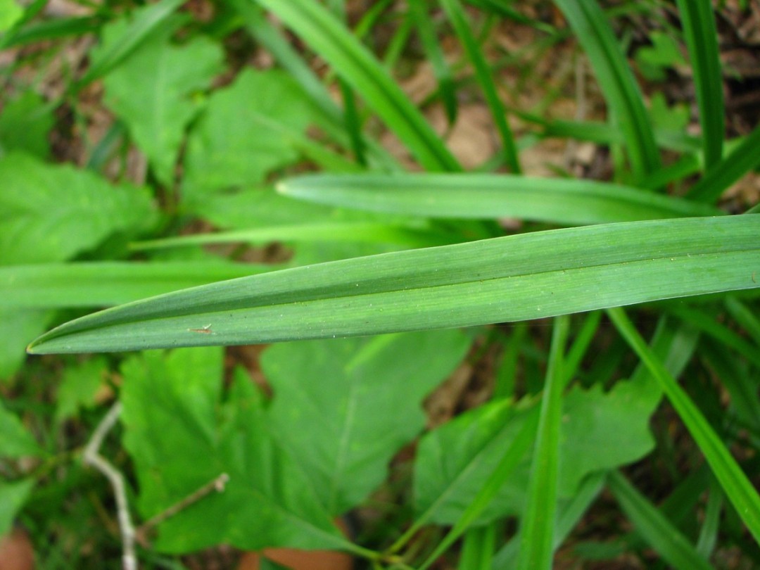 Leaf with central crease