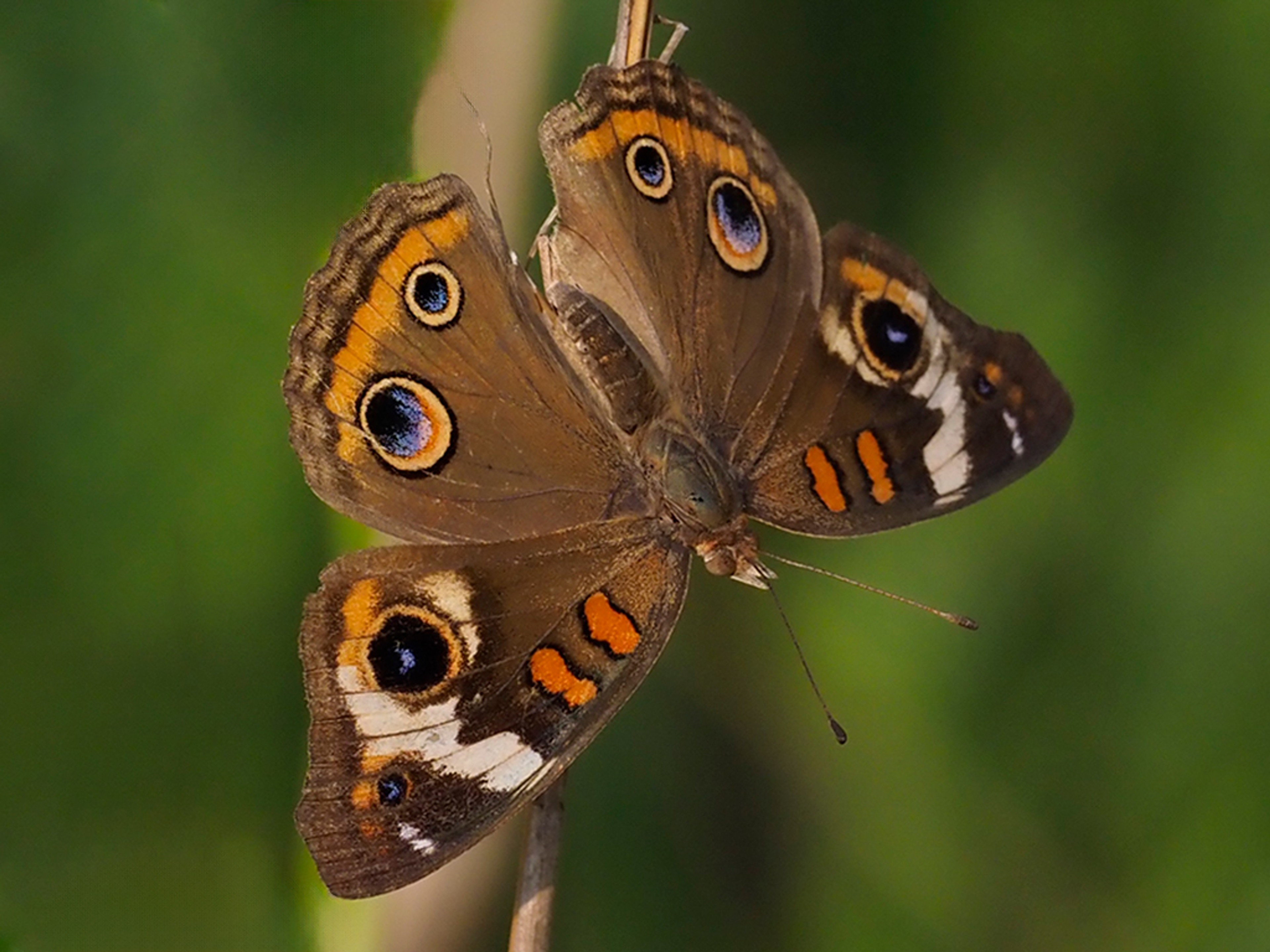 Common Buckeye Butterfly