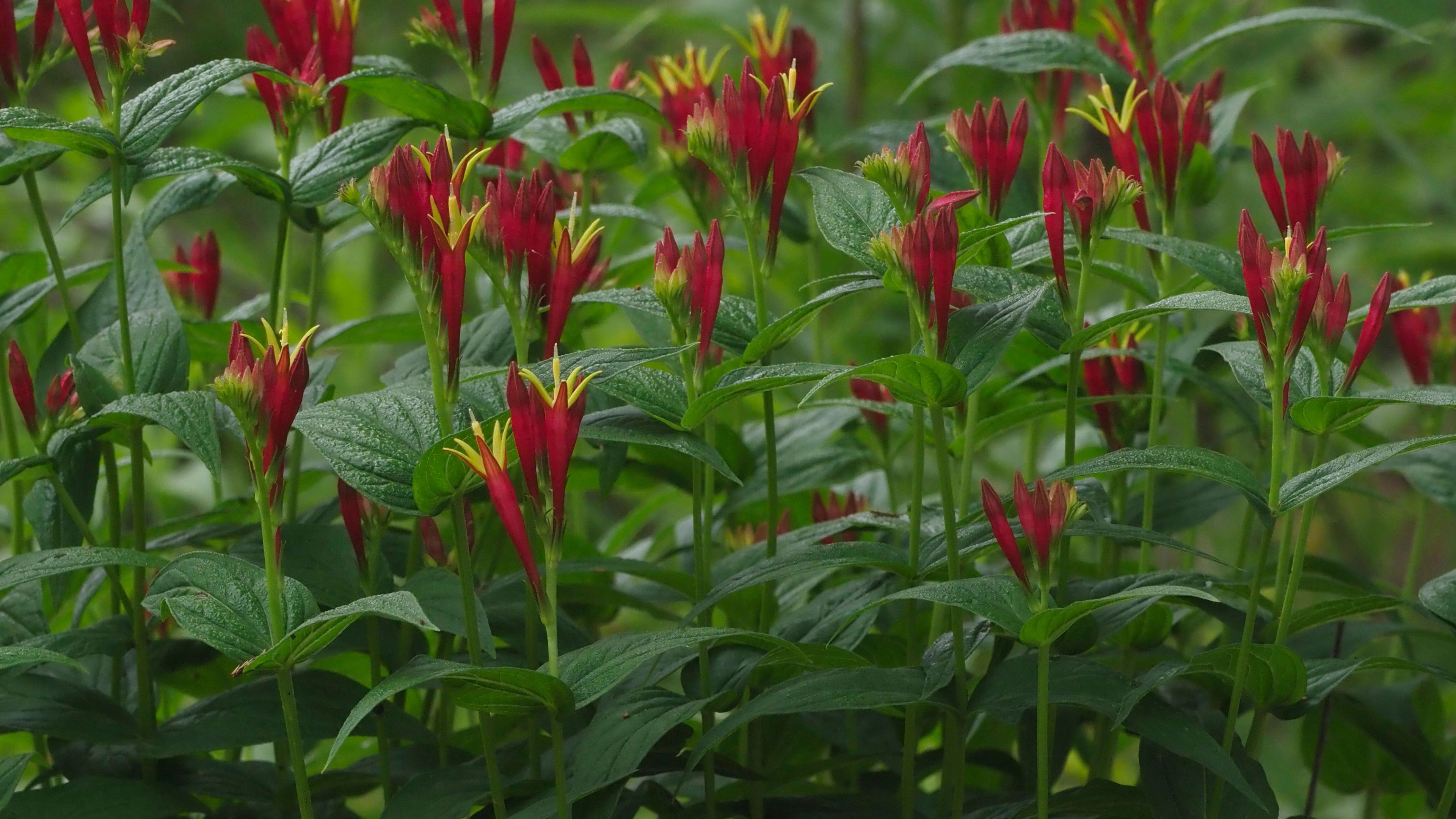 Mass of Spigelia marilandica blooming
