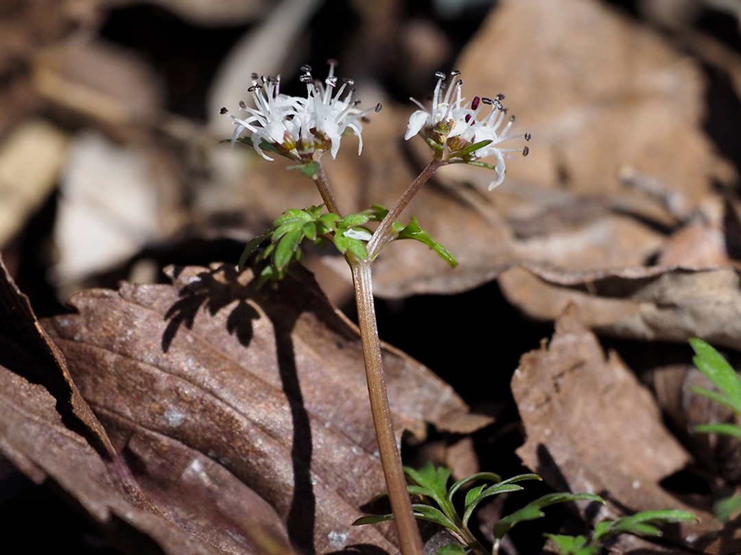 Black anthers of Erigenia bulbosa