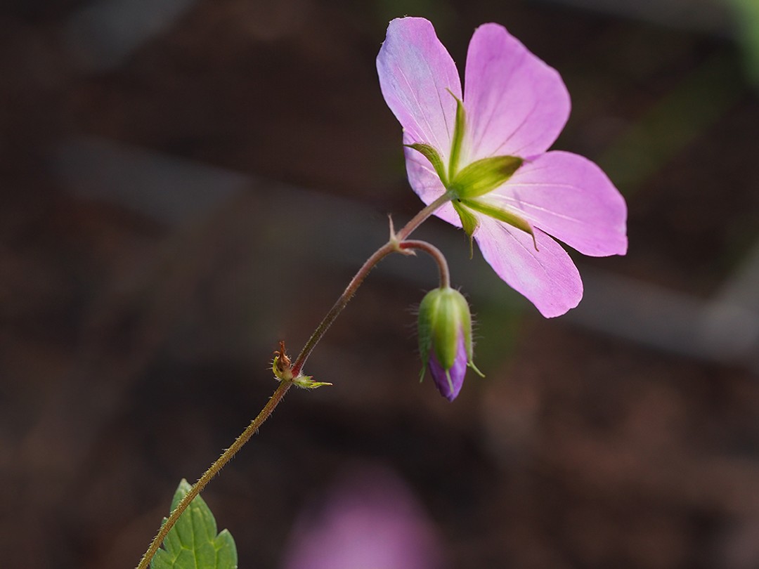 Hirsute stem, bracts, bud