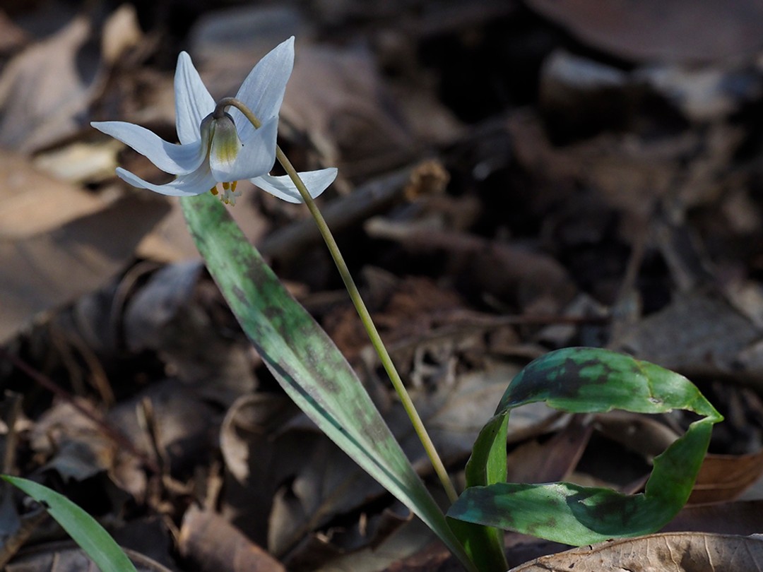 From above, the back of the flower is seen