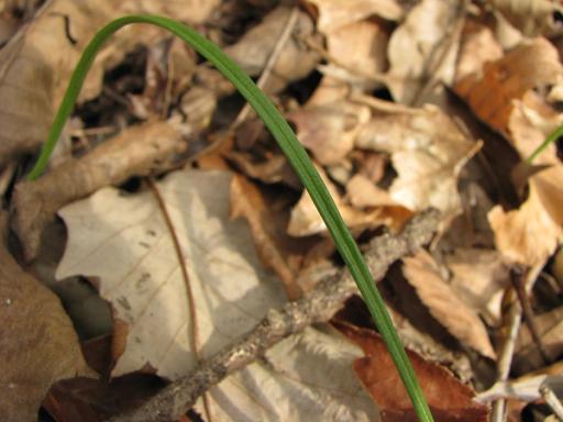 Green leaf with central vein