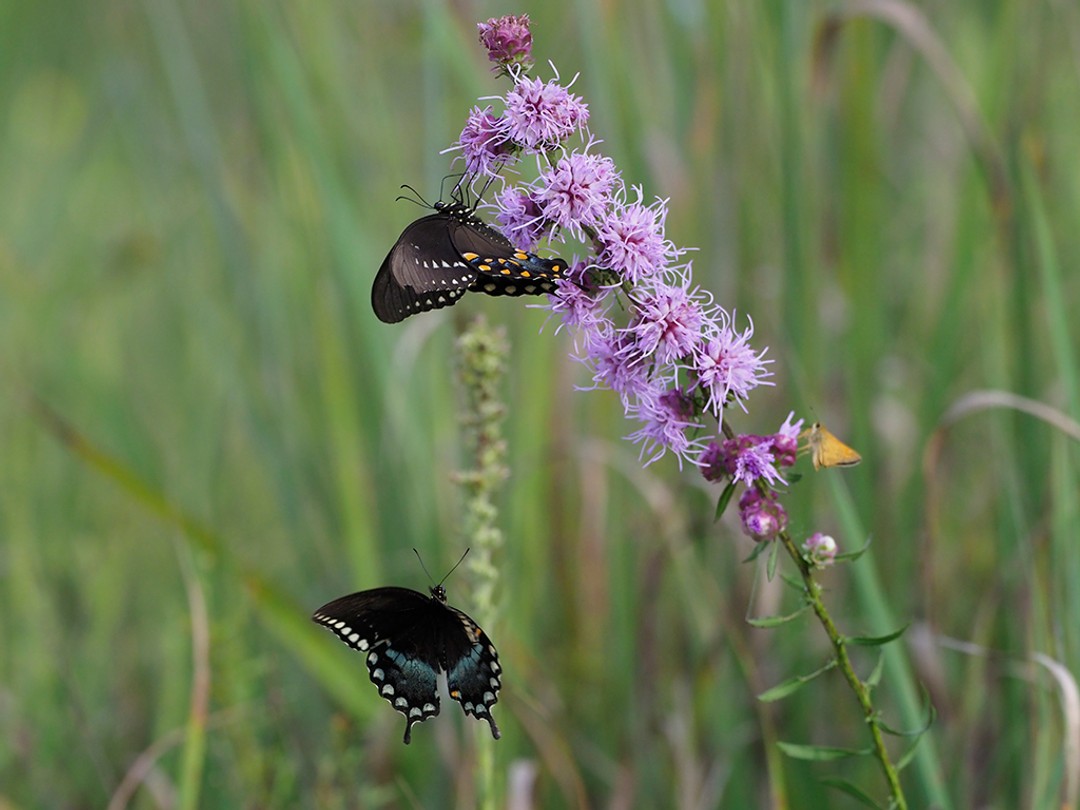 Spicebush swallowtail courtship, Liatris aspera