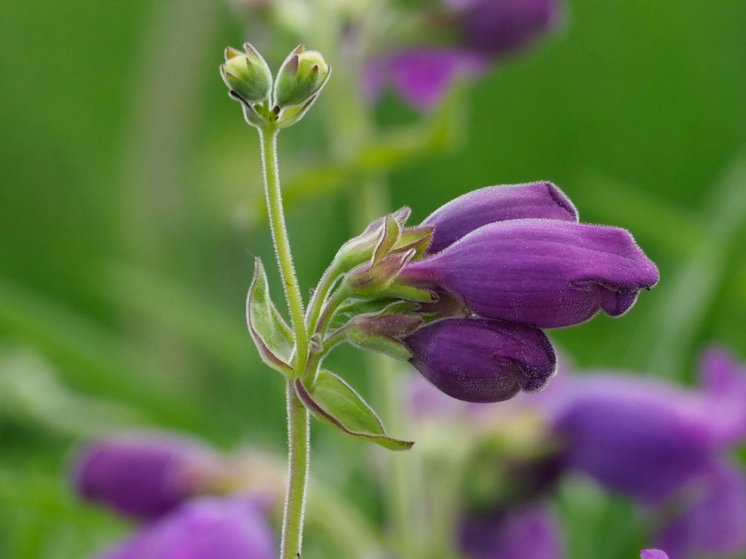 Pubescence of plant parts