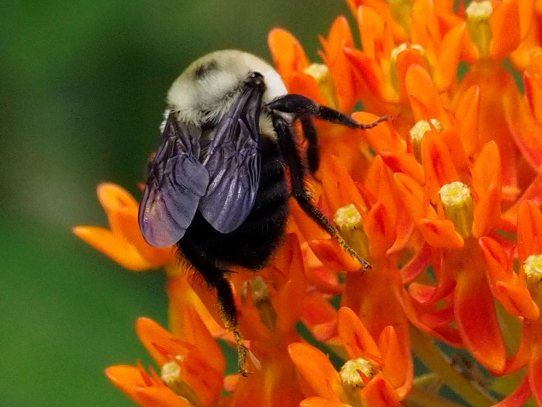 Brown-belted Bumble bee