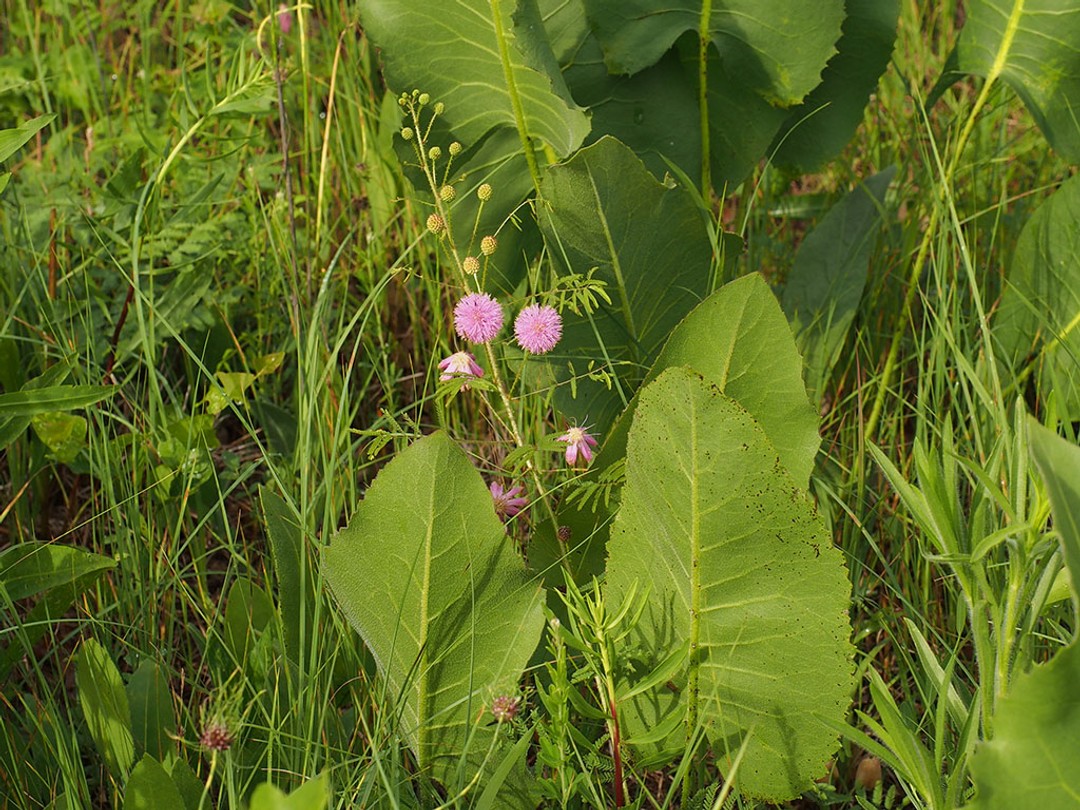 Sensitive briar with Prairie dock