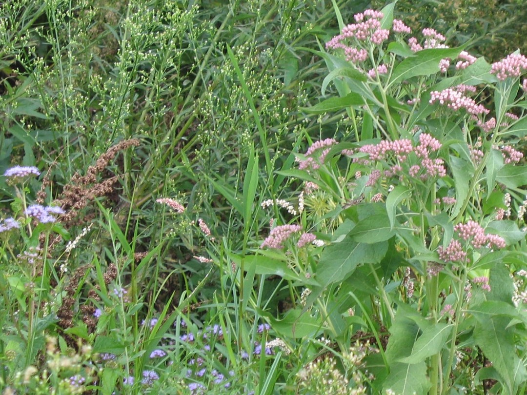 Conoclinium coelestinum