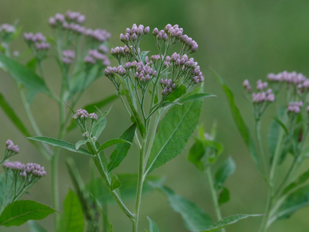 Flower buds