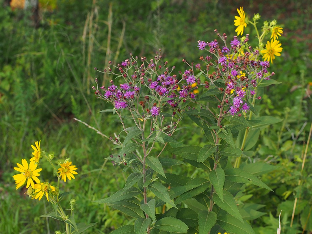 with Vernonia baldwinii