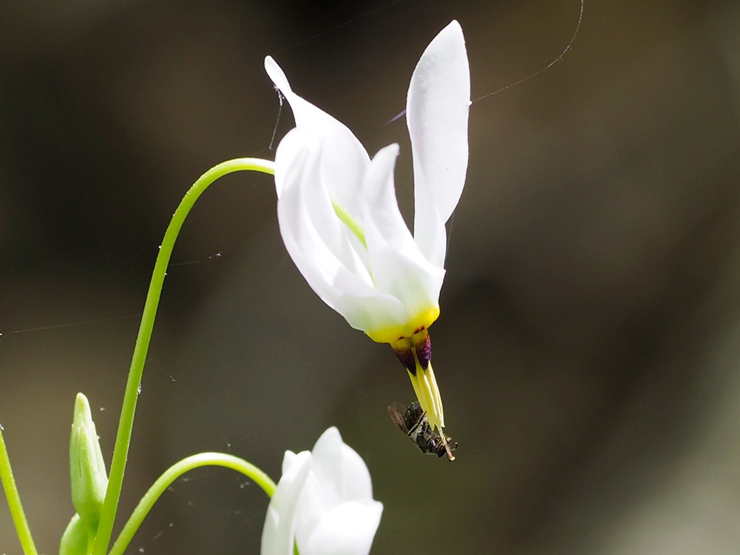 Bee clinging to stamens