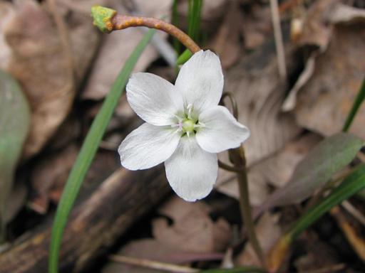 White flower