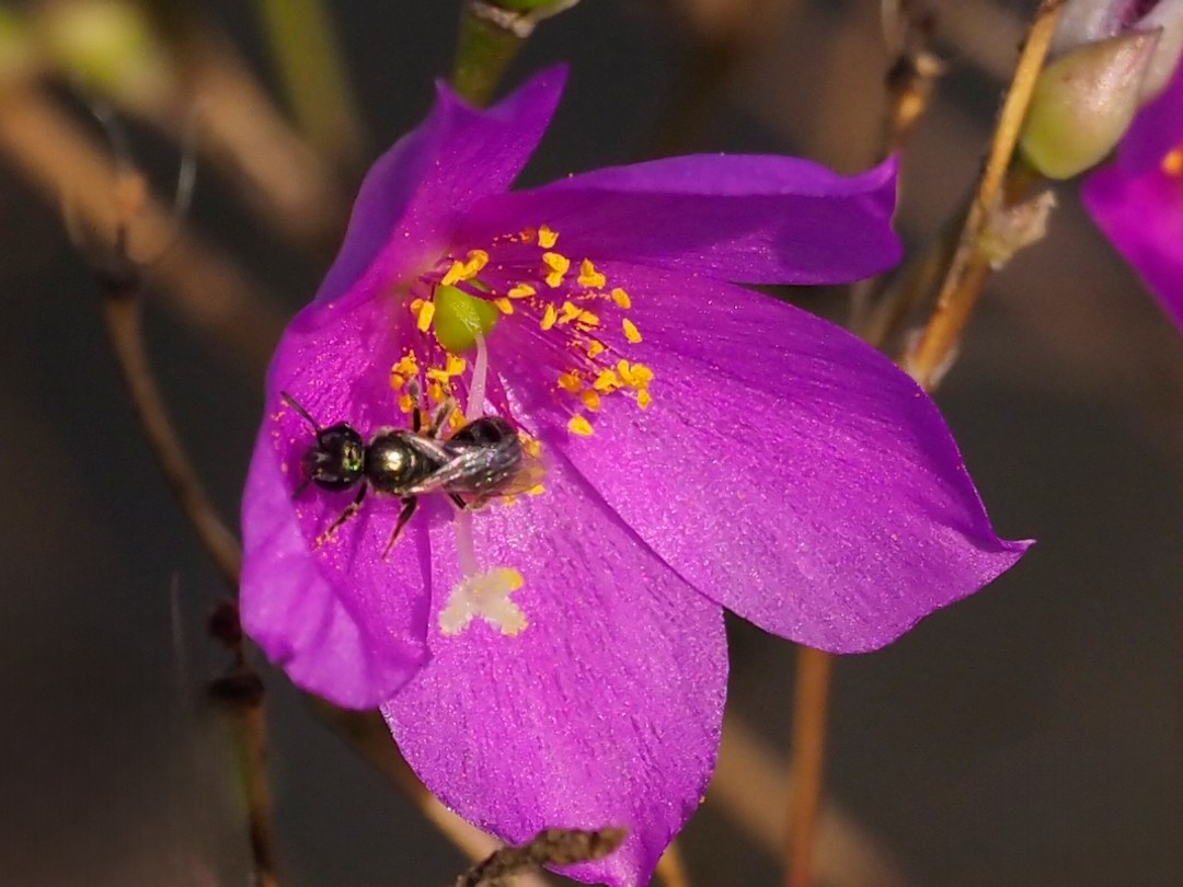 Metallic Sweat Bee (Subgenus Dialictus)