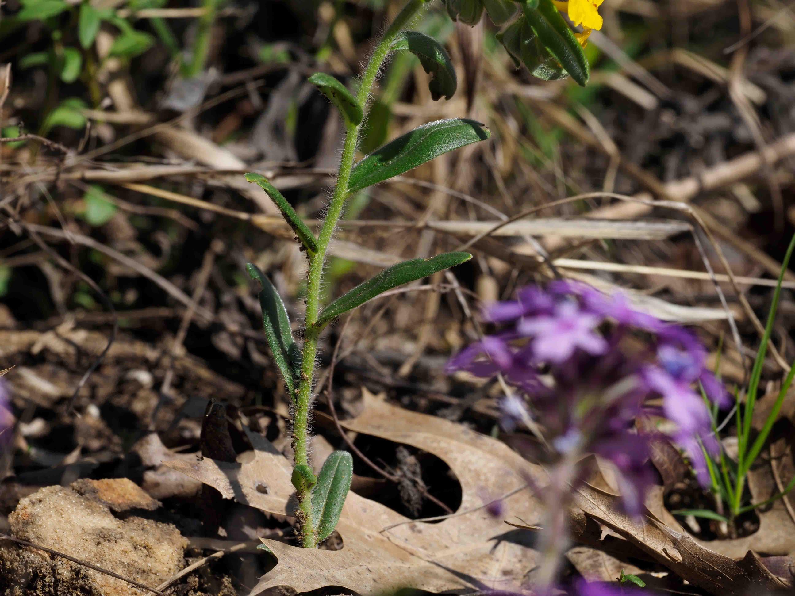 Leaves and stem