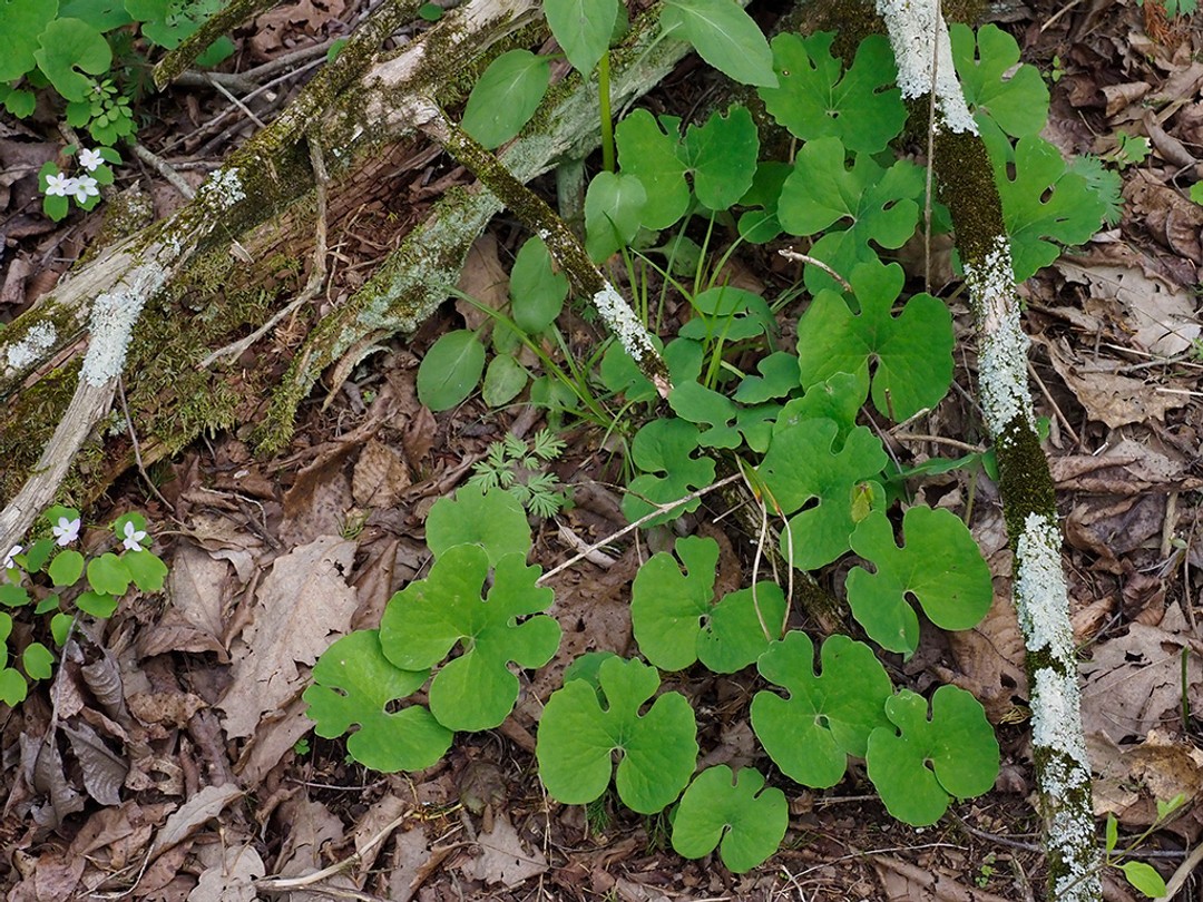 Masses of the unique leaves of Bloodroot