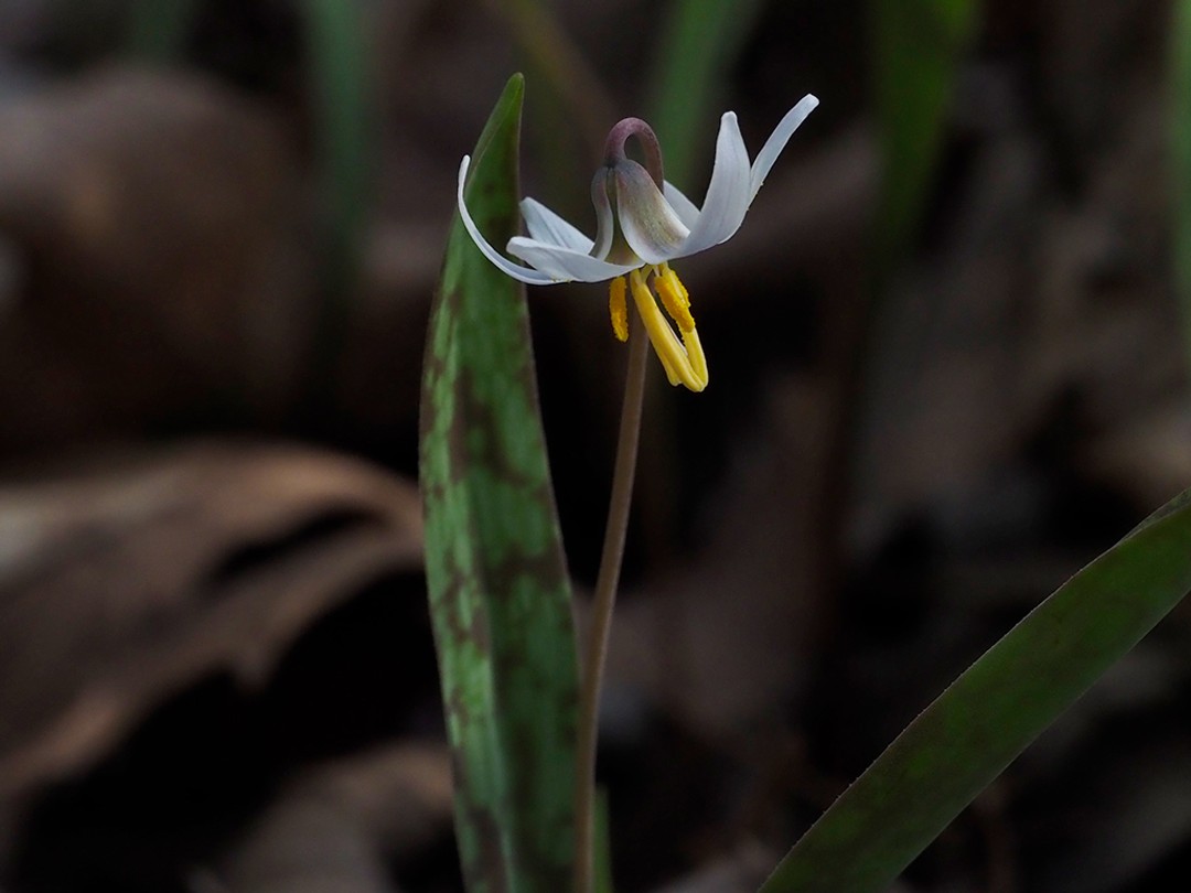 Trout lily  (Erythronium albidum)