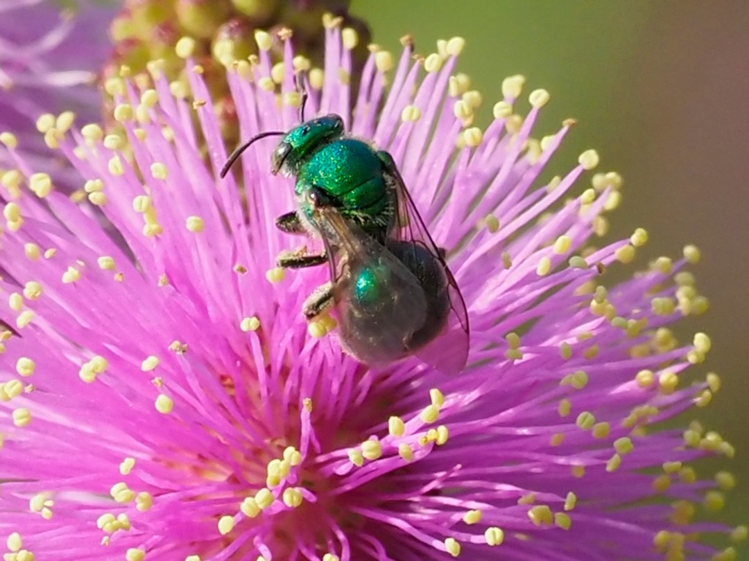 Genus Augochloropsis