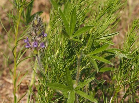 Prairie turnip with Fringed bluestar